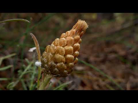 Senda de las Gullurías (Parque Natural Cañón del Río Lobos - PRC-SO 67- Soria)