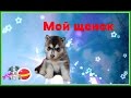 Мой щенок Хаски 
