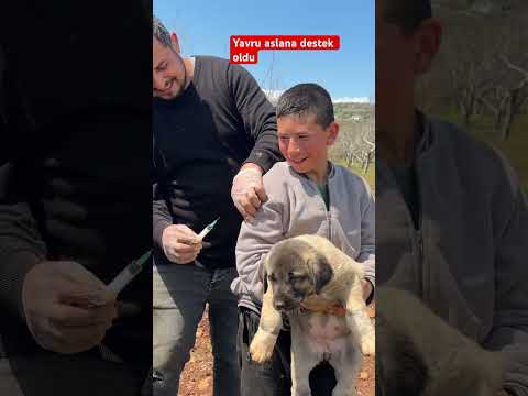 Yavru aslana destek oldu #yavruhayvanlar #dog #kangal