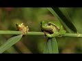 Laubfrosch Der Europäische Laubfrosch Im Herbst 2022