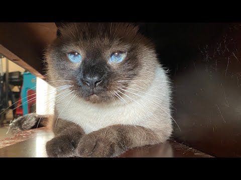 Sweet Siamese Cat Playing in Coffee Table 😂