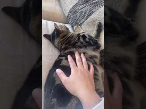 We built chase, Millie and sky and new playground #shorts