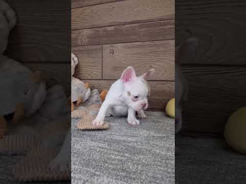 Video 1
