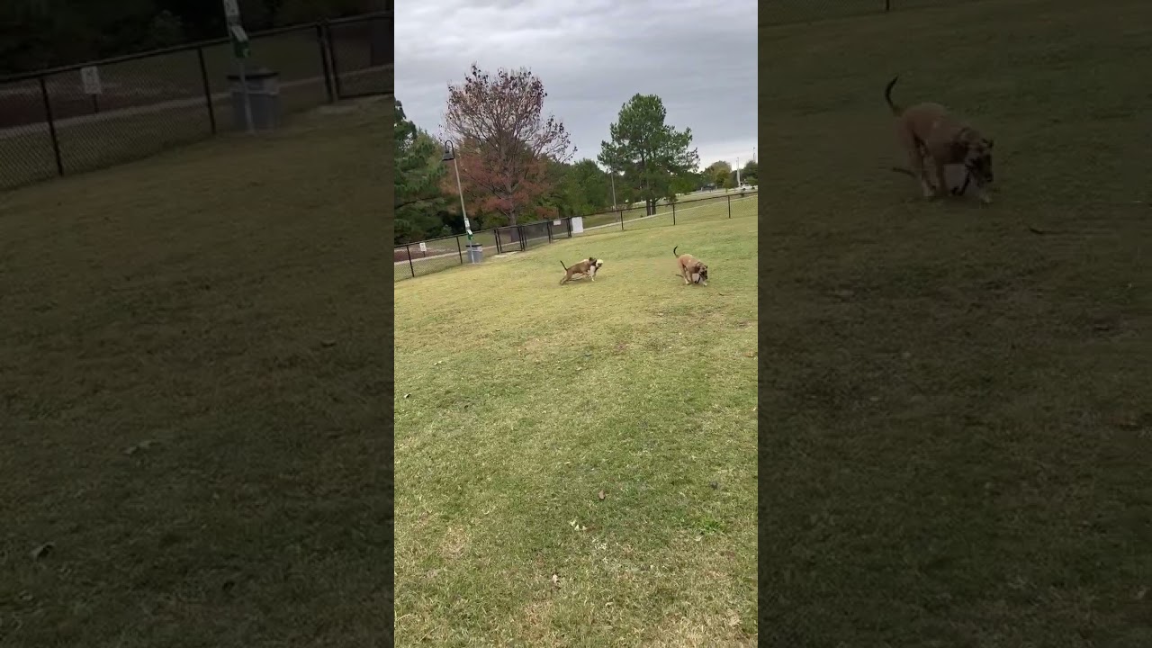Pinky, a Adoptable mixed breed in Hartsville, SC video 5/5
