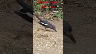 Download lagu Suara burung Robin, burung murai oriental yang lucu mp3 Download lagu Suara burung Robin, burung murai oriental yang lucu mp3