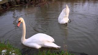 preview picture of video 'Winter Swans Newburgh North Fife Scotland'
