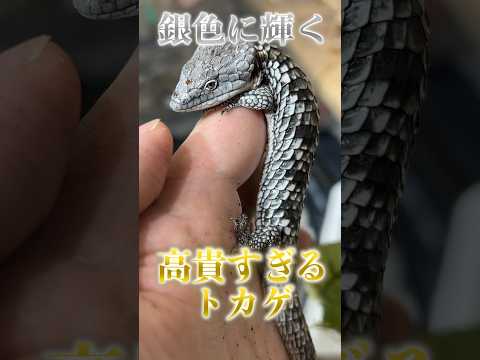 アブロニア・ヴィロサ