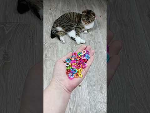 🐱⭕ Reverse Video #asatisfyingvideofamily #reverse #asmr