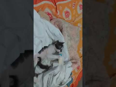 Gato de Ana Cristina