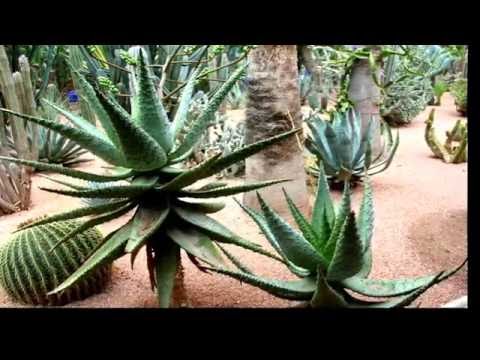 Сады Мажорель в Марокко