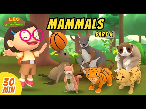 Mammals Minisode Compilation (Part 4/5) - Leo the Wildlife Ranger | Animation | For Kids