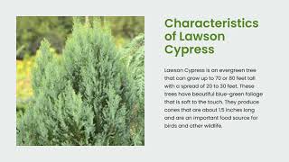 Exploring Lawson Cypresses