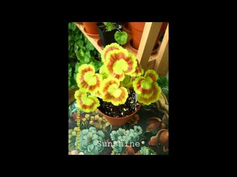 download lagu mp3 mp4 Pelargonium Mrs Quilter, download lagu Pelargonium Mrs Quilter gratis, unduh video klip Pelargonium Mrs Quilter