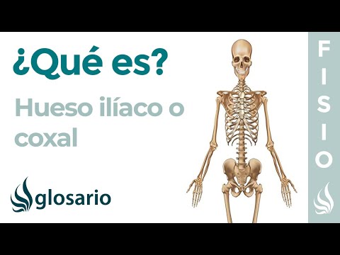 Hueso ILÍACO | Qué es, cómo está formado, qué significa, ubicación, función y por qué duele
