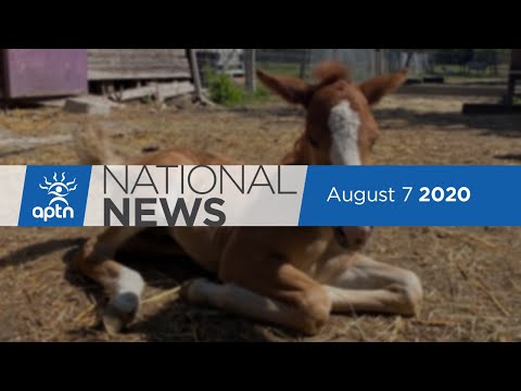 APTN National News August 7, 2020 - After decades Ojibwe pony born in Manitoba, Boosting fishery