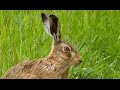 Close Encounter with a Brown Hare