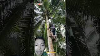 Download lagu Super fast coconut tree climbing tool #shorts mp3