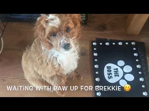 Vlog 17.07.20 - Milo the cavapoo puppy on a walk in the woods without a lead