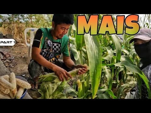 P1 - Mais Harvest - EP1798