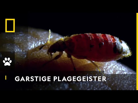Der Parasit in deinem Bett | Tierische Freaks