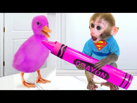 Monkey Baby Bon Bon oes to the toilet and plays with Ducklings in the swimming pool