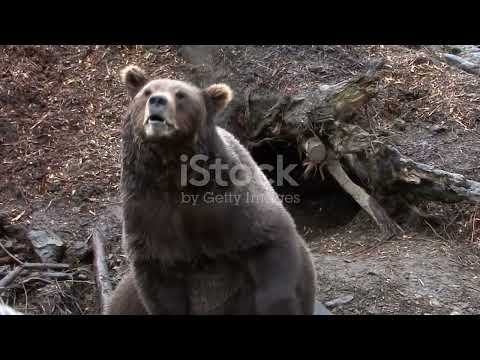 Who will win? Rhino vs grizzly bear