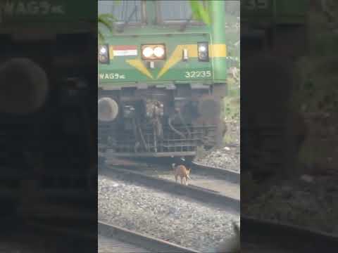 Live Accident😱 Poor Dog Hit by Speeding Train #shorts #liveaccident #trainhitsdog
