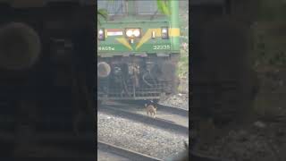 Live Accident😱 Poor Dog Hit by Speeding Train #shorts #liveaccident #trainhitsdog