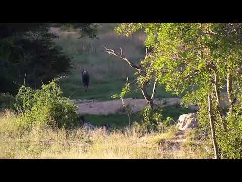 Djuma: Nyala bull - 17:08 - 12/01/20