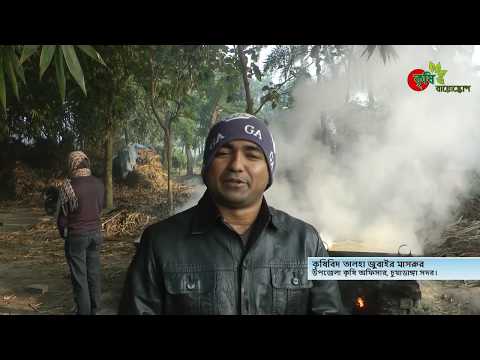 খেজুরের পাটালি তৈরী সরাসরি