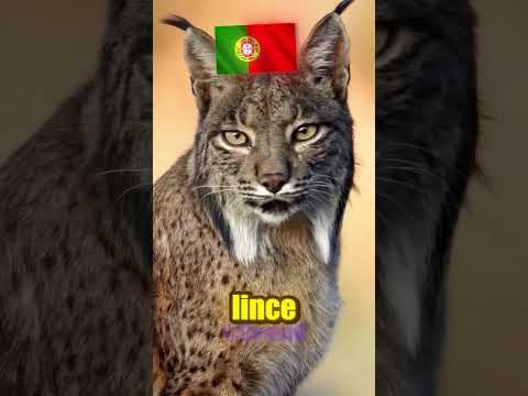 ANIMAIS DO BRASIL VS ANIMAIS DE PORTUGAL! #brasil #portugal
