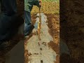High-Efficiency Mulch Puncture: Professional Multi-Hole Planting Technique 🚜🌱✨