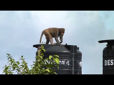 Rhesus macaque (Macaca mulatta).