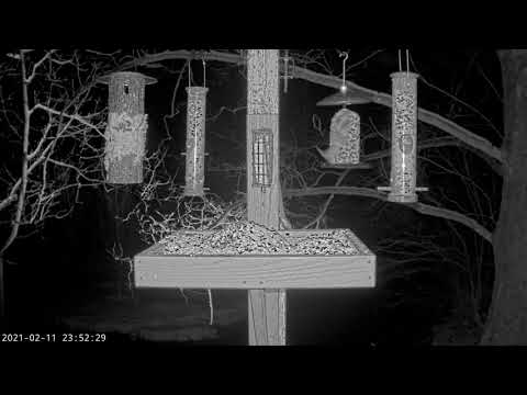 3 Flying Squirrels Visit Bird Feeder