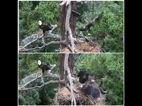 GROWLS ~ JUNIOR FLEDGED OFF CAM! RETURNS SUCCESSFULLY AFTER 1 1/2 Days 1 NIGHT! ~ CONGRATS JUNIOR!!