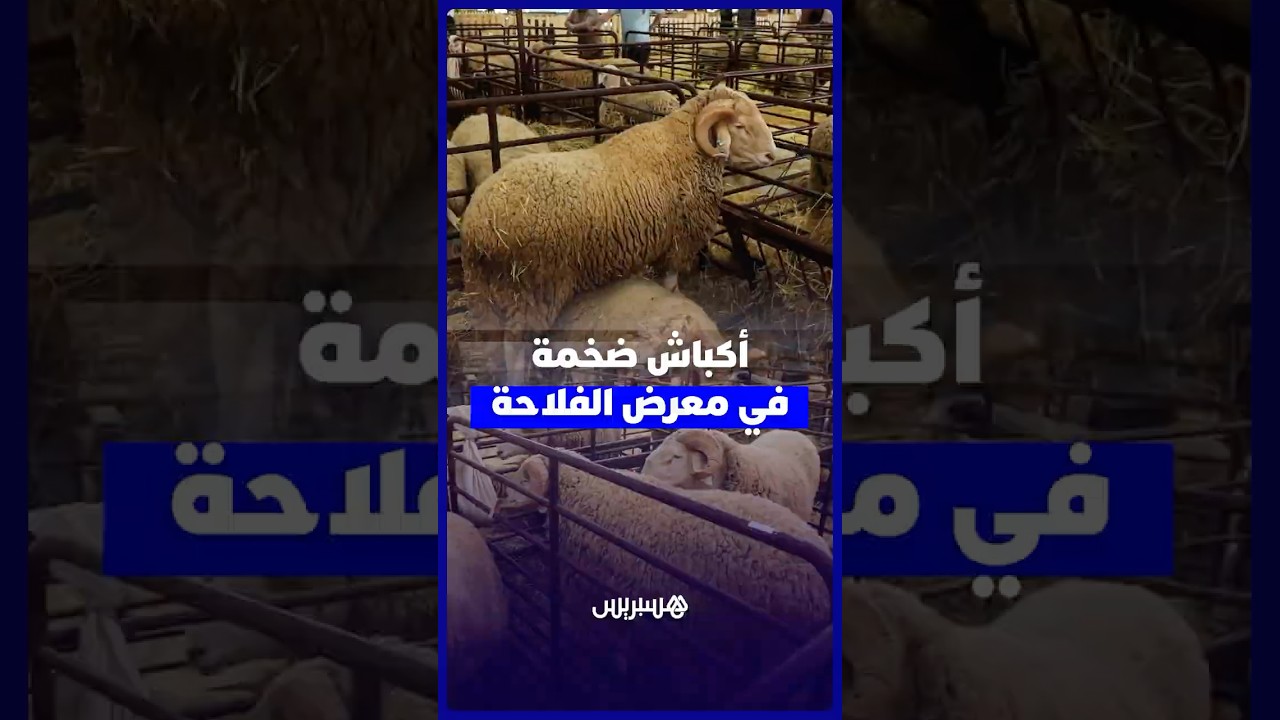 أكباش ضخمة تخطف الأنظار داخل أروقة معرض الفلاحة thumbnail