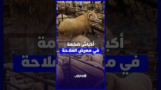 أكباش ضخمة تخطف الأنظار داخل أروقة معرض الفلاحة thumbnail