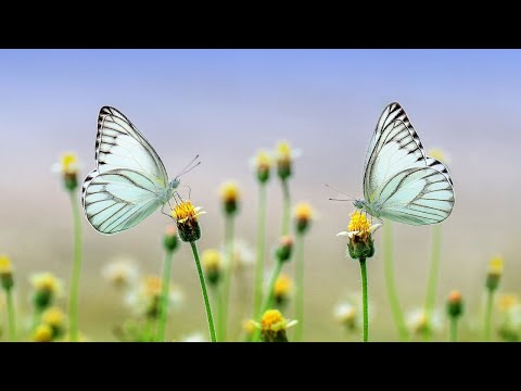 18th Jan 2021 - Avyakt Murli Churning by BK Giresh | Original Date: 18th Jan 2010 Part-2