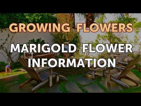 download lagu mp3 mp4 About Marigold, download lagu About Marigold gratis, unduh video klip About Marigold