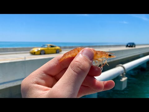 Multi Species Fishing The Florida Keys
