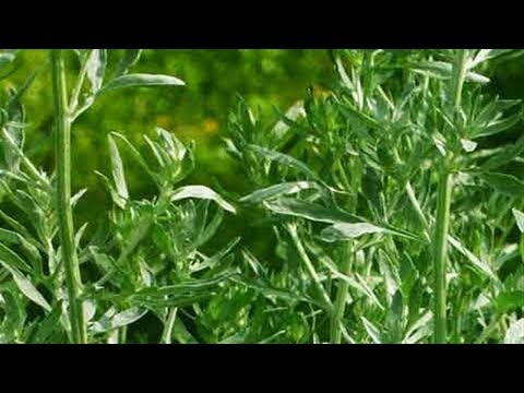 PARA QUE SIRVE EL ESTAFIATE, PROPIEDADES DEL ESTAFIATE, ESTAFIATE PLANTA MEDICINAL, ESTAFIATE PLANTA