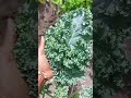 Look At The Size Of This Kale Shortvideo Kale