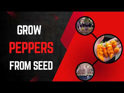 How to Grow Peppers from Seed: Best Tips for Fast Germination & Big Harvests!