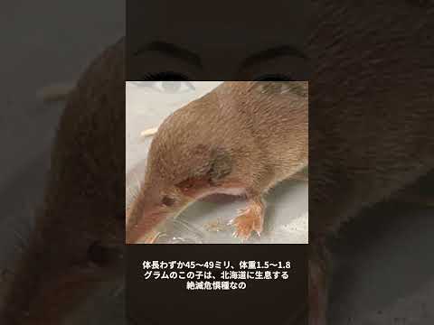 IUCN分類における絶滅の危険性を示す図。