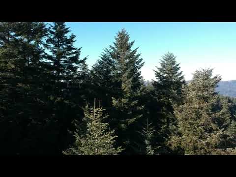 Jodła pospolita Abies alba