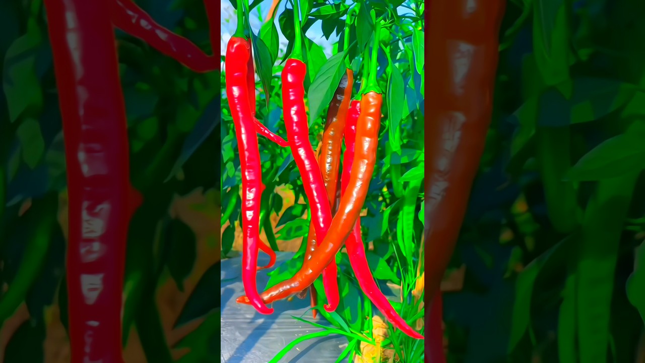 Growing 🌶 chili's from seeds | how to grow chili's #satisfying #farming #vegetables @farmya