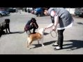 A Sandnes Dog Show PE7