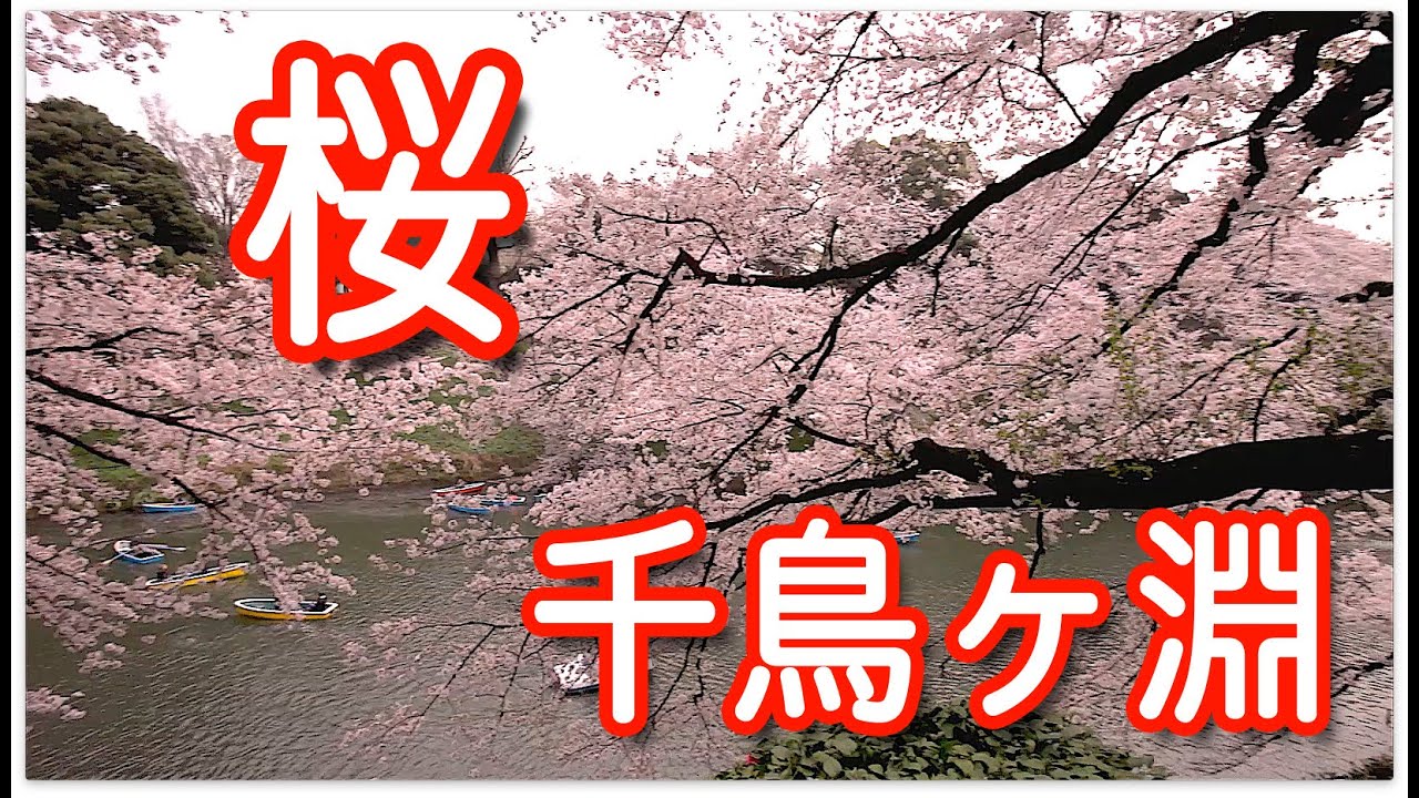 東京の桜 満開の千鳥ヶ淵 緑道