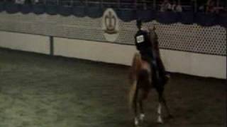 preview picture of video 'Equitated Saddlebred - New York A La Carte'