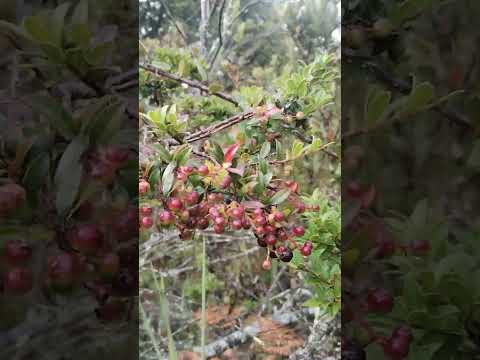 El agras fruto silvestre  propio de la motaña entre raquira, guacheta y San Miguel de Sema, Boyacá